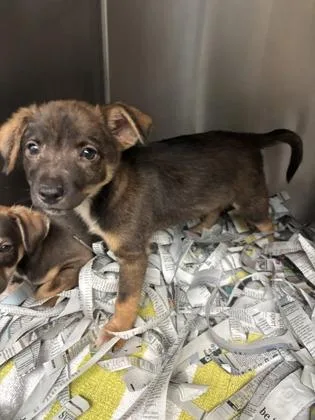 A baby small-sized female Terrier dog named Jojo for adoption in Honolulu, HI