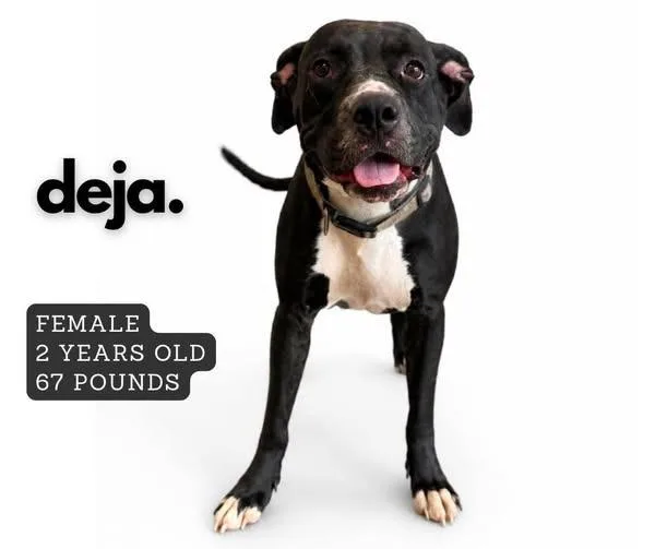 Deja