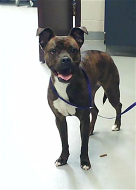 A young medium-sized female Pit Bull Terrier dog named Bambi for adoption in Fayetteville, NC
