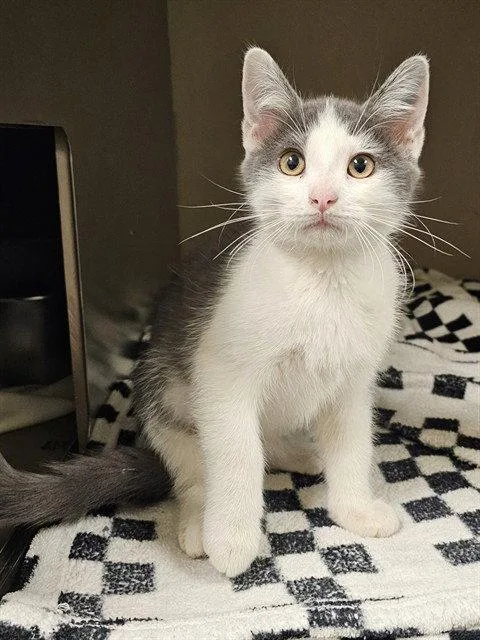 A baby medium-sized male Domestic Short Hair cat named Picasso for adoption in Clyde, NC