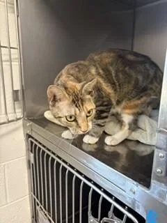An adult medium-sized female Tabby (Brown / Chocolate) Domestic Short Hair cat named Angie for adoption in Providence Forge, VA