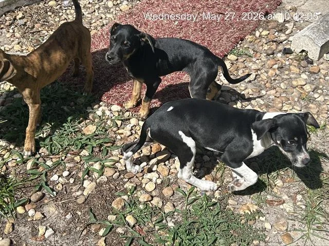 A baby small-sized female Labrador Retriever dog named Heather for adoption in Ocala, FL
