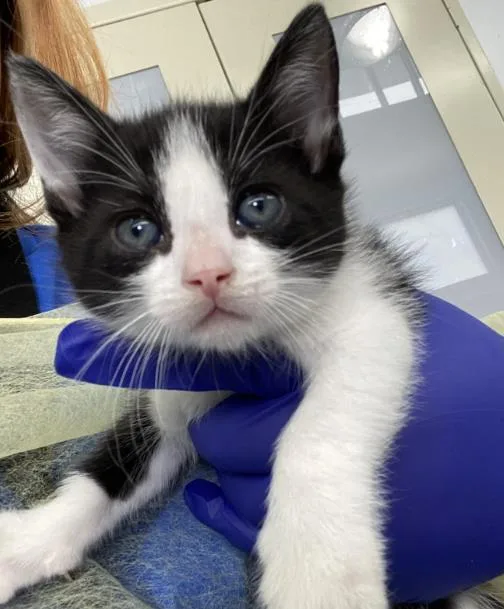 A baby medium-sized male Domestic Short Hair cat named Bonnie for adoption in Dallas, TX
