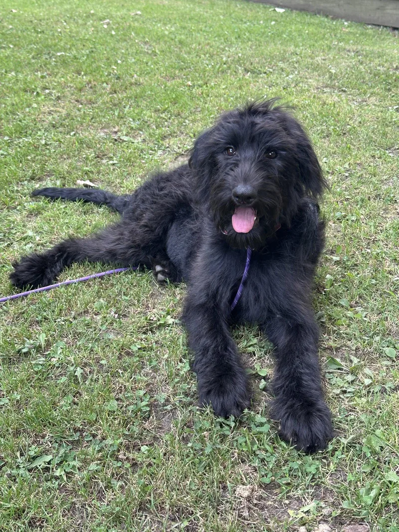 A baby medium-sized female Standard Poodle dog named Daphne for adoption in Marine City, MI