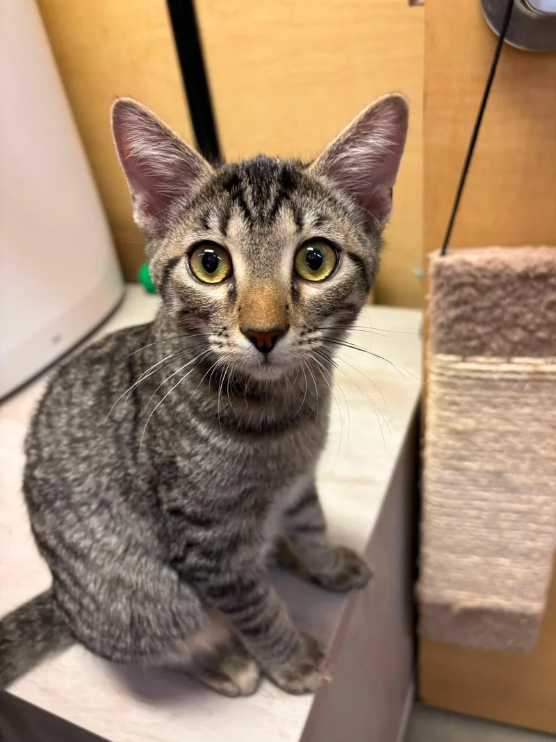 A young medium-sized female Domestic Short Hair cat named Tipsy Chocolate Cake for adoption in Camden, SC