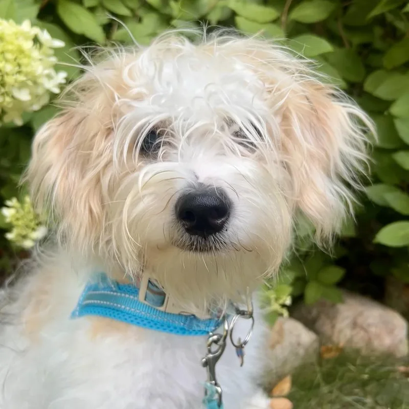 A baby small-sized male White / Cream Shih Tzu dog named Gravitron D for adoption in Minnetonka, MN