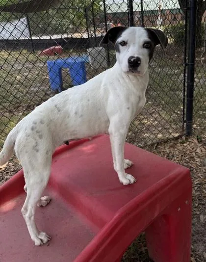 A young medium-sized female Terrier dog named Betsy for adoption in Conway, SC