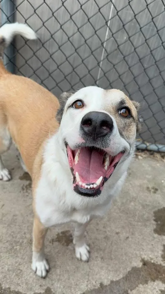 An adult medium-sized female White / Cream Siberian Husky dog named Fajita for adoption in Chicago, IL