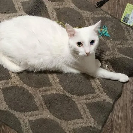 An adult medium-sized male White Domestic Short Hair cat named Ghost for adoption in Washington Township, OH