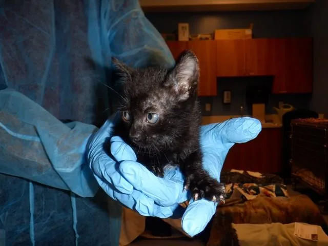 A baby small-sized male Domestic Short Hair cat named Felix for adoption in San Jose, CA