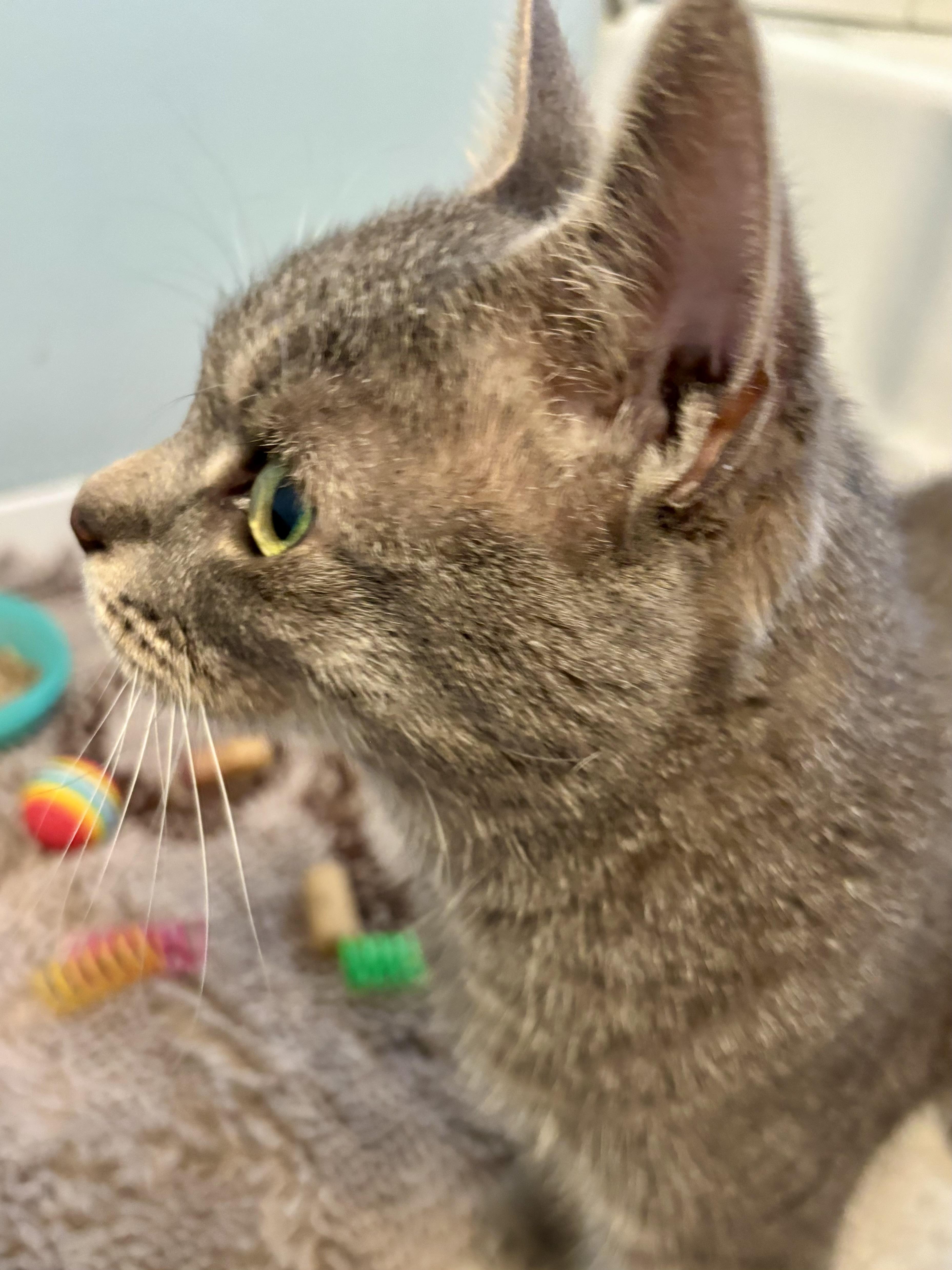 An adult medium-sized female Tabby (Brown / Chocolate) Domestic Short Hair cat named Gaali for adoption in Fairfax, VA