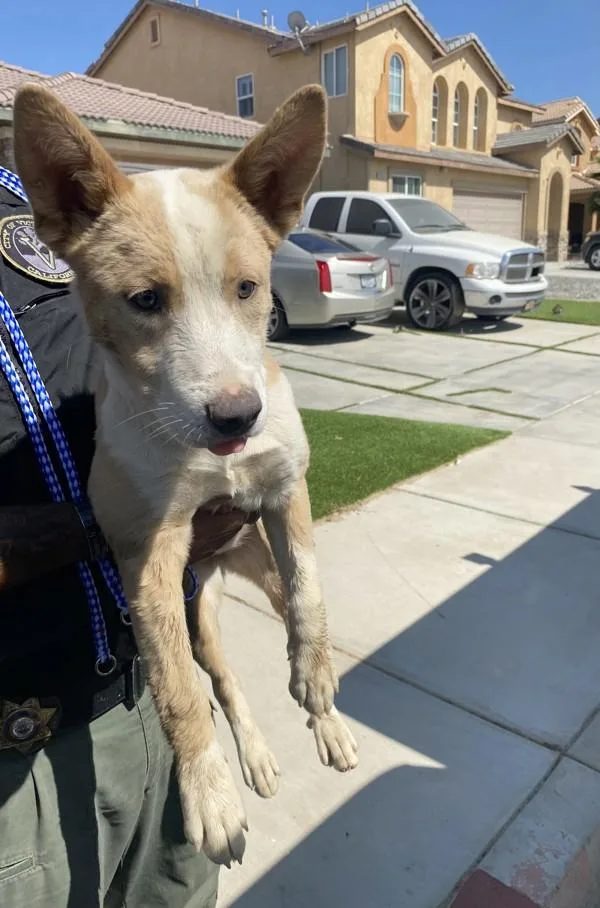 A baby medium-sized female Shepherd dog named Lady for adoption in Victorville, CA