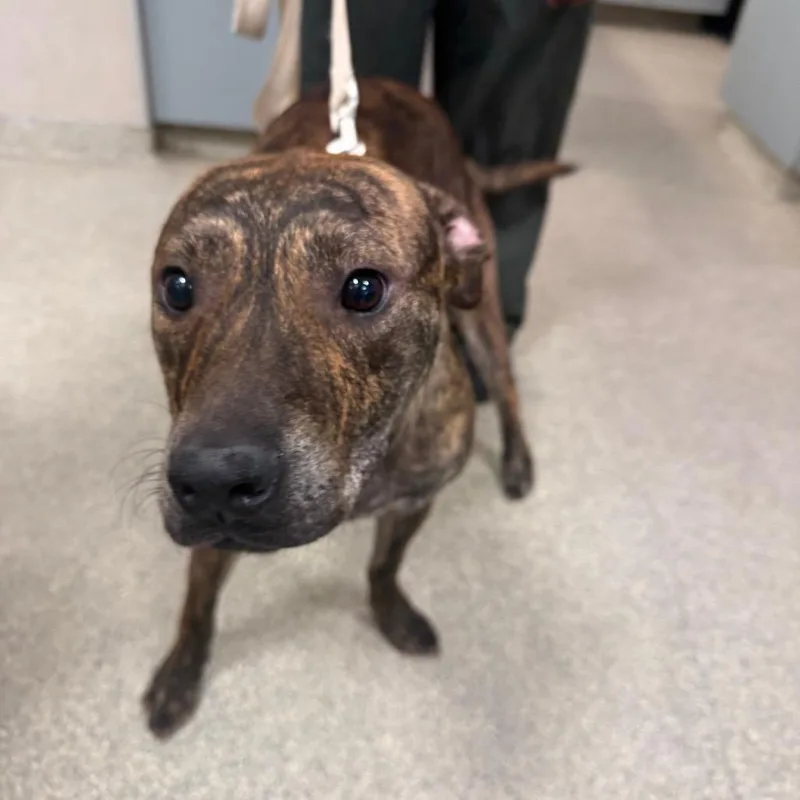 A young medium-sized male Brindle Mixed Breed dog named Ty for adoption in Jacksonville, FL