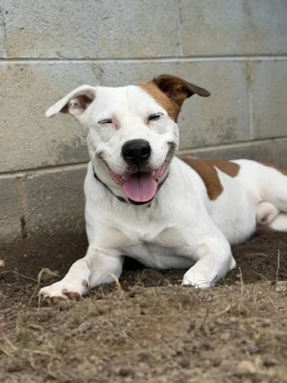 An adult medium-sized male Pit Bull Terrier dog named Parker for adoption in Malvern, PA