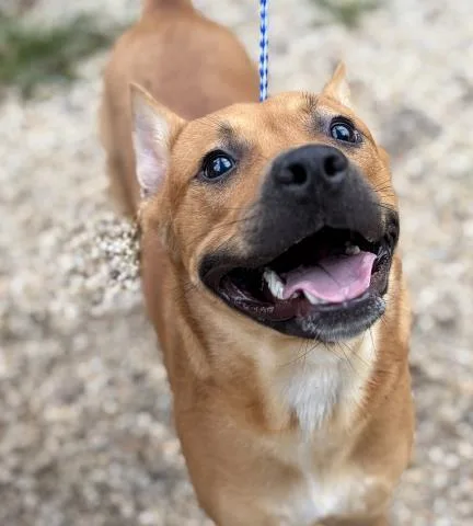 A young medium-sized male Mixed Breed dog named Timtam for adoption in Pensacola, FL