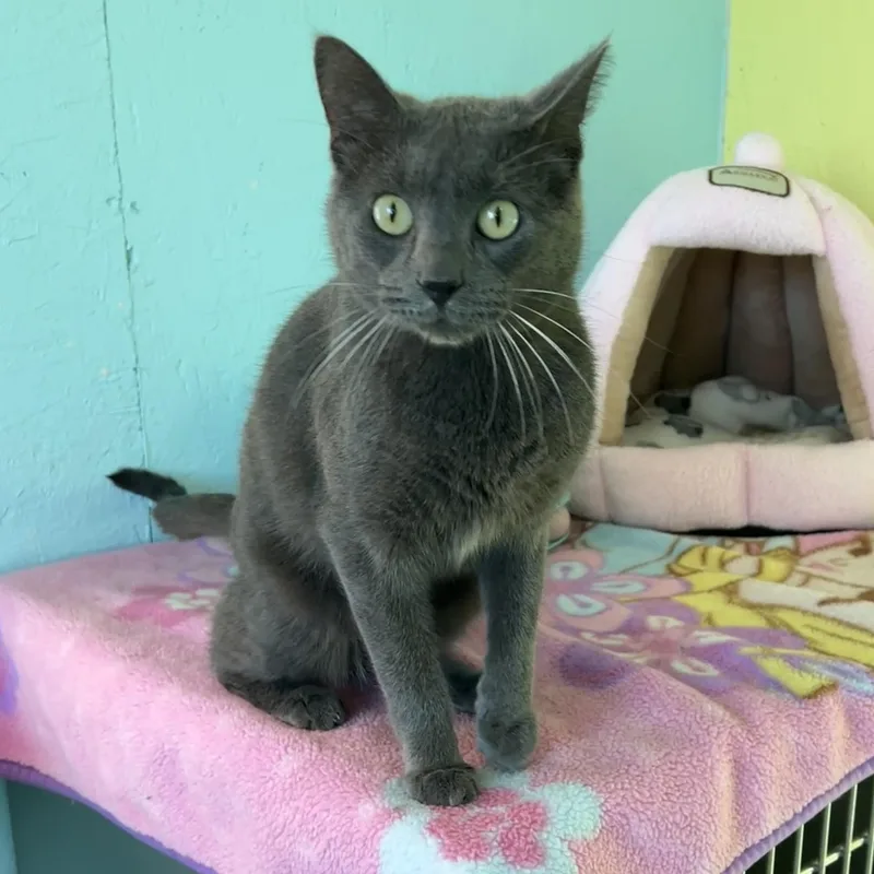 An adult medium-sized male Gray / Blue / Silver Domestic Short Hair cat named Brian for adoption in Jamestown, ND