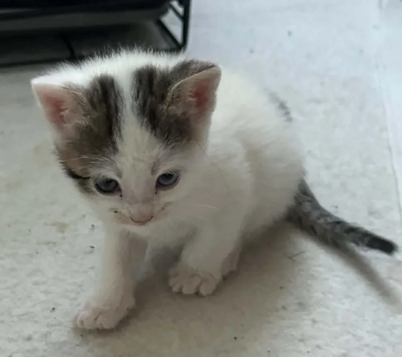A baby medium-sized male Gray & White Domestic Short Hair cat named Hershey for adoption in Tehachapi, CA