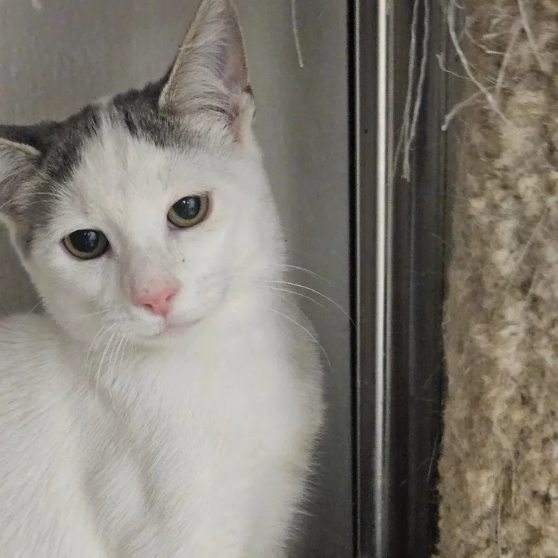 A baby small-sized male White Domestic Short Hair cat named Bo for adoption in Grantsville, UT