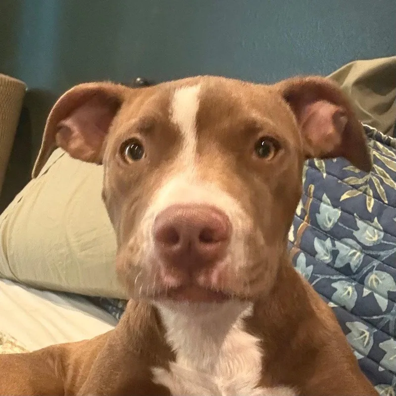 A baby medium-sized female Terrier dog named Caramel Macchiato for adoption in Bloomfield, CT