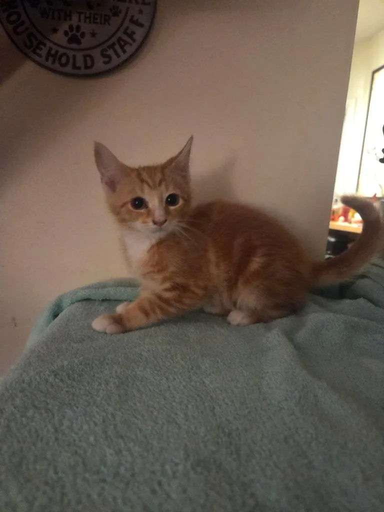 A baby medium-sized male Domestic Short Hair cat named Tango for adoption in Parkville, MD