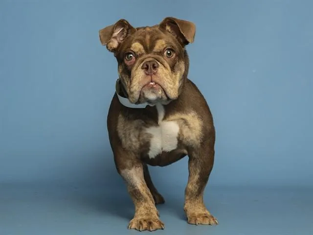 A baby small-sized male English Bulldog dog named Milo for adoption in Phoenix, AZ