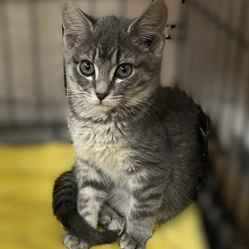 A baby medium-sized male Gray / Blue / Silver Domestic Short Hair cat named Parker for adoption in Shingletown, CA