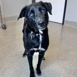 An adult medium-sized female Black Mixed Breed dog named Shadow for adoption in Lansing, MI