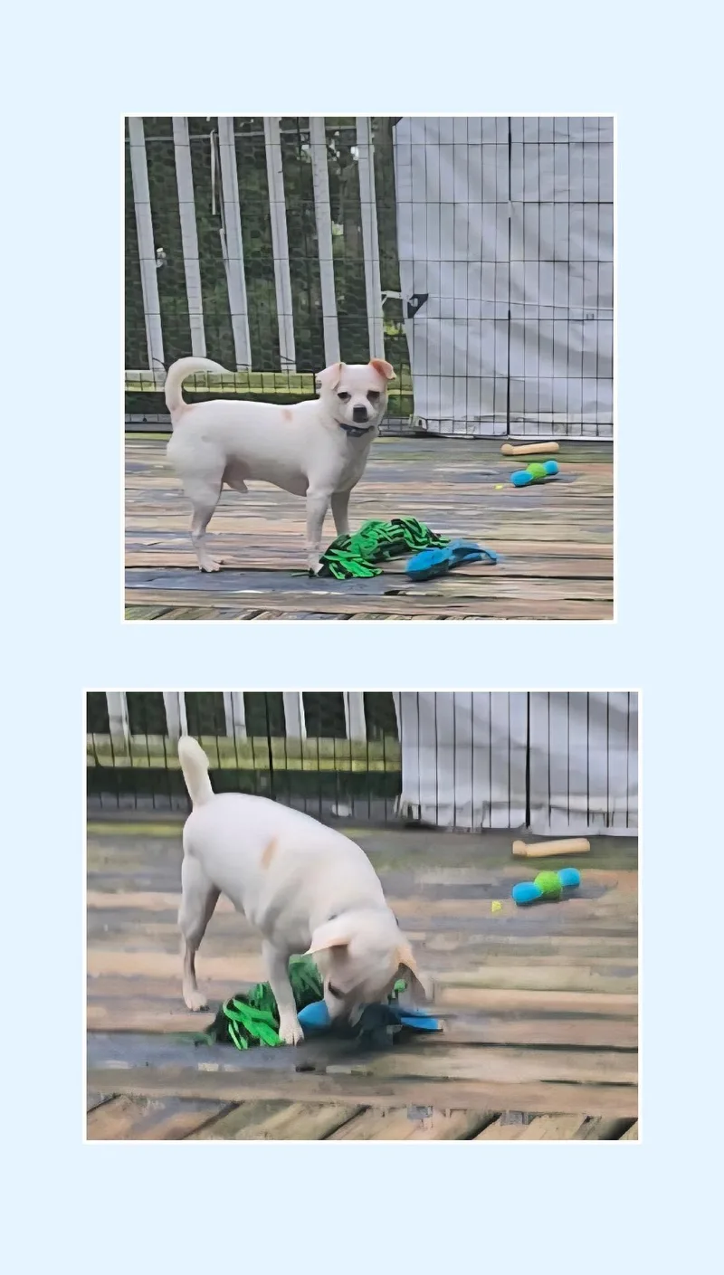 A young small-sized male Chihuahua dog named Chip for adoption in Lake Geneva, WI