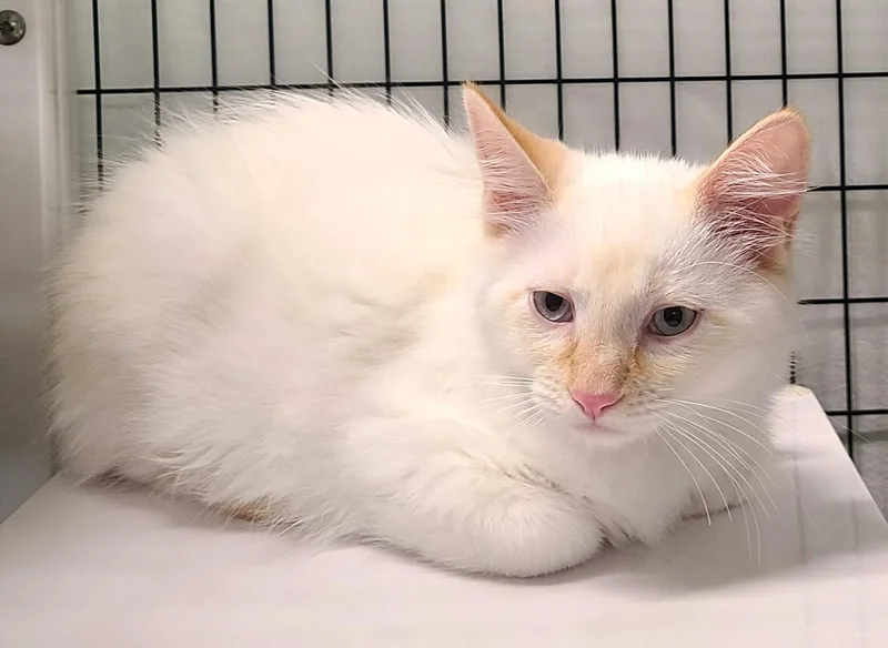 A baby medium-sized male Siamese cat named Simon & Theodore for adoption in Kirkland, WA