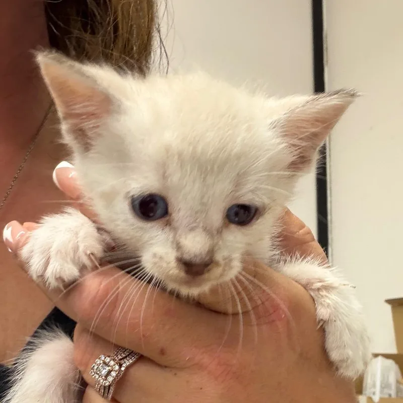 A baby small-sized male Cream / Ivory Domestic Short Hair cat named Frankie for adoption in Lake Jackson, TX