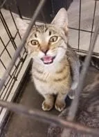 A young medium-sized male Domestic Short Hair cat named Weston for adoption in West Memphis, AR