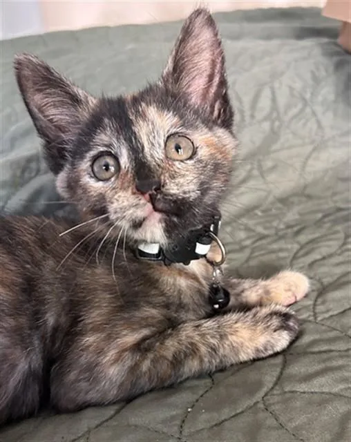 A baby small-sized female Domestic Short Hair cat named Purr for adoption in Sacramento, CA