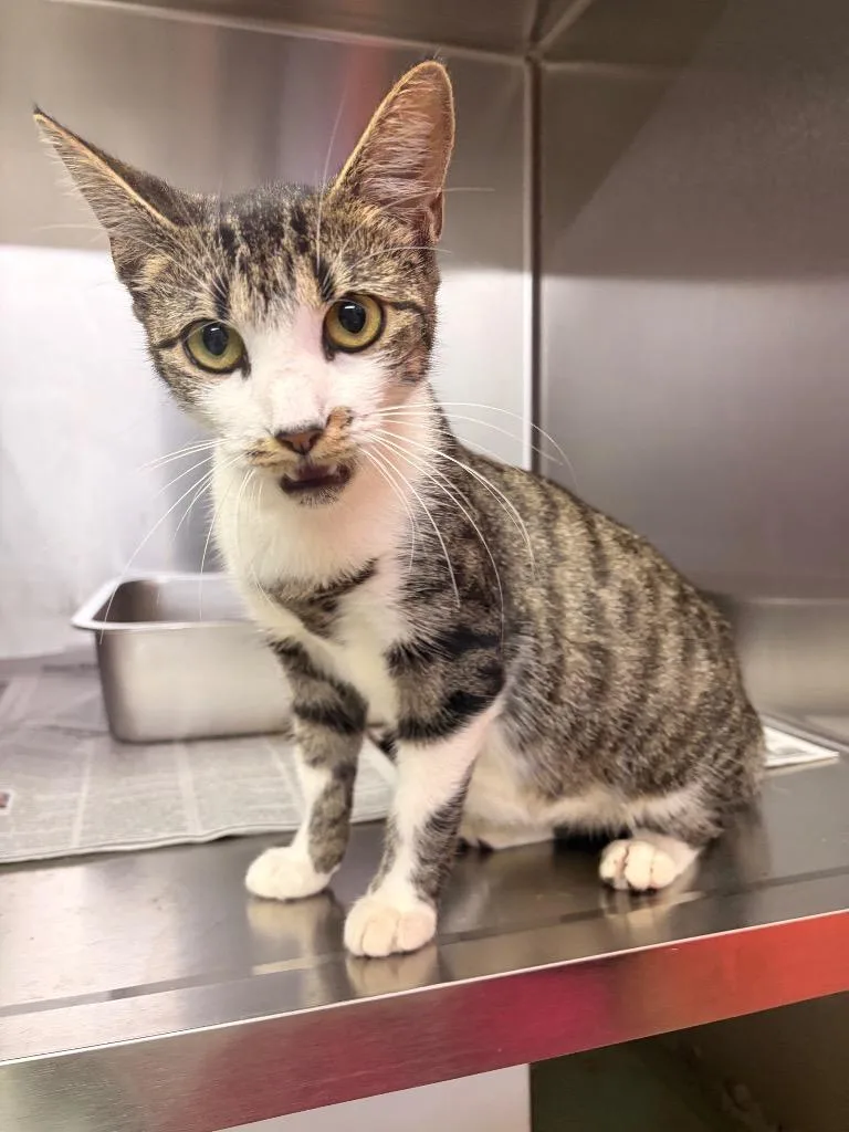 A baby small-sized female Domestic Short Hair cat named Valentine for adoption in Murray, KY