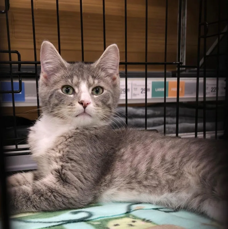 A baby medium-sized male Gray & White Domestic Short Hair cat named Wilbur for adoption in Norwood, OH