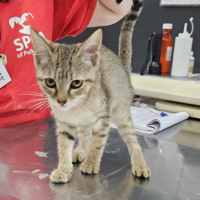 A baby small-sized female Brown / Chocolate Domestic Short Hair cat named Galaxy for adoption in Livingston, TX