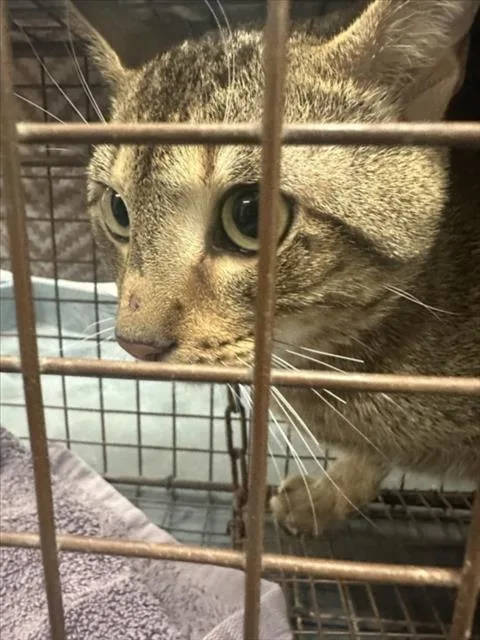An adult medium-sized male Domestic Short Hair cat named Ba Ba Ba Bob for adoption in Derwood, MD