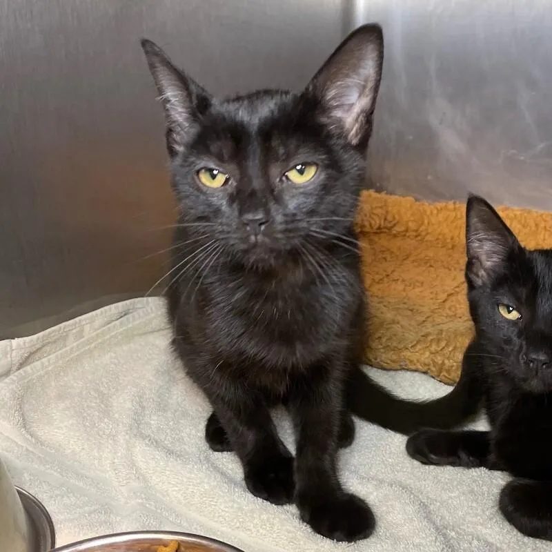 A young medium-sized female Domestic Short Hair cat named Jana for adoption in Roanoke, VA