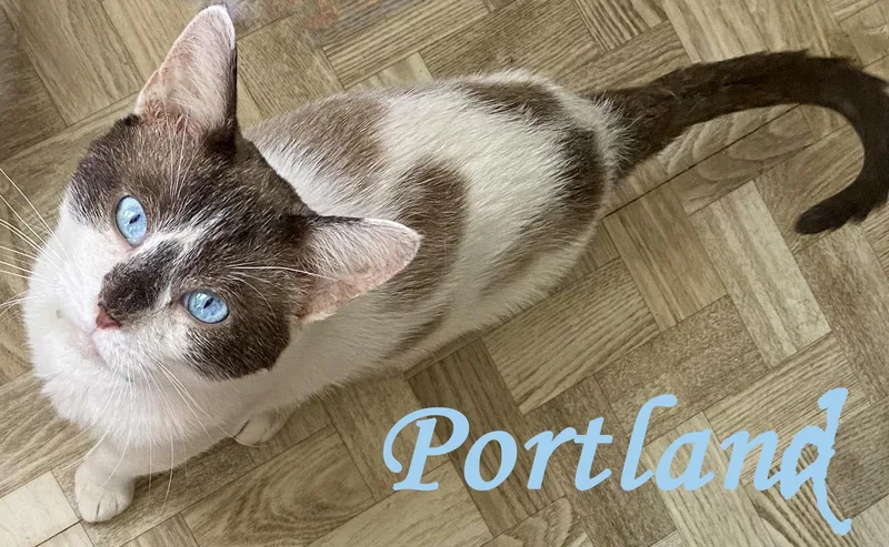 An adult medium-sized male Seal Point Siamese cat named Portland Blue for adoption in Mansfield, OH