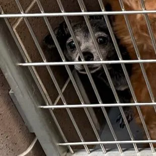 Remi Emmie Lou thumbnail 6