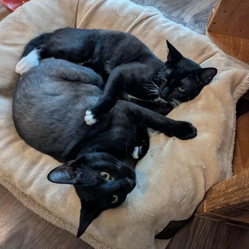 A young small-sized male Black Devon Rex cat named War Head for adoption in Boerne, TX