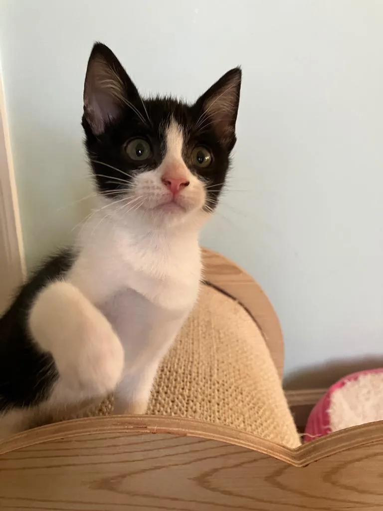 A baby medium-sized male Domestic Short Hair cat named Soba for adoption in Evans, GA