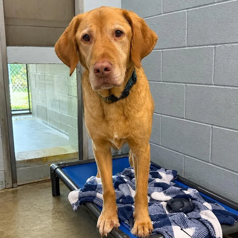 A senior large-sized female Yellow / Tan / Blond / Fawn Labrador Retriever dog named Daisy for adoption in Charlestown, RI