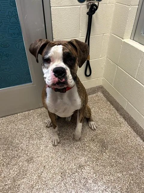 A young large-sized male Boxer dog named Bingo for adoption in Colorado Springs, CO