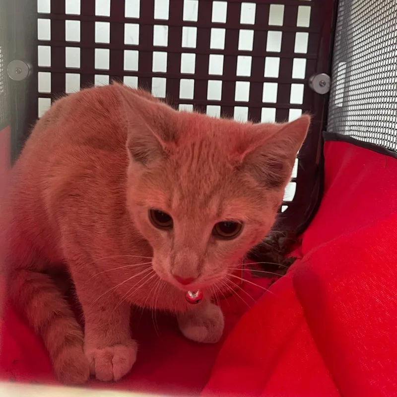 An adult medium-sized male Cream / Ivory Domestic Short Hair cat named Huey for adoption in Philadelphia, PA