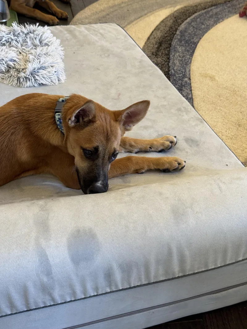 A baby medium-sized female Red / Chestnut / Orange Shepherd dog named knockOff Litter for adoption in Bakersfield, CA