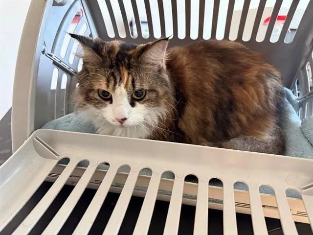 An adult small-sized female Domestic Long Hair cat named Callie for adoption in Garland, TX
