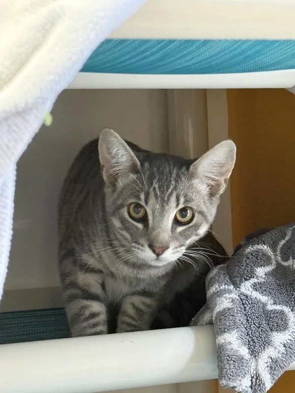 A young small-sized male Domestic Short Hair cat named Shimmer for adoption in San Diego, CA