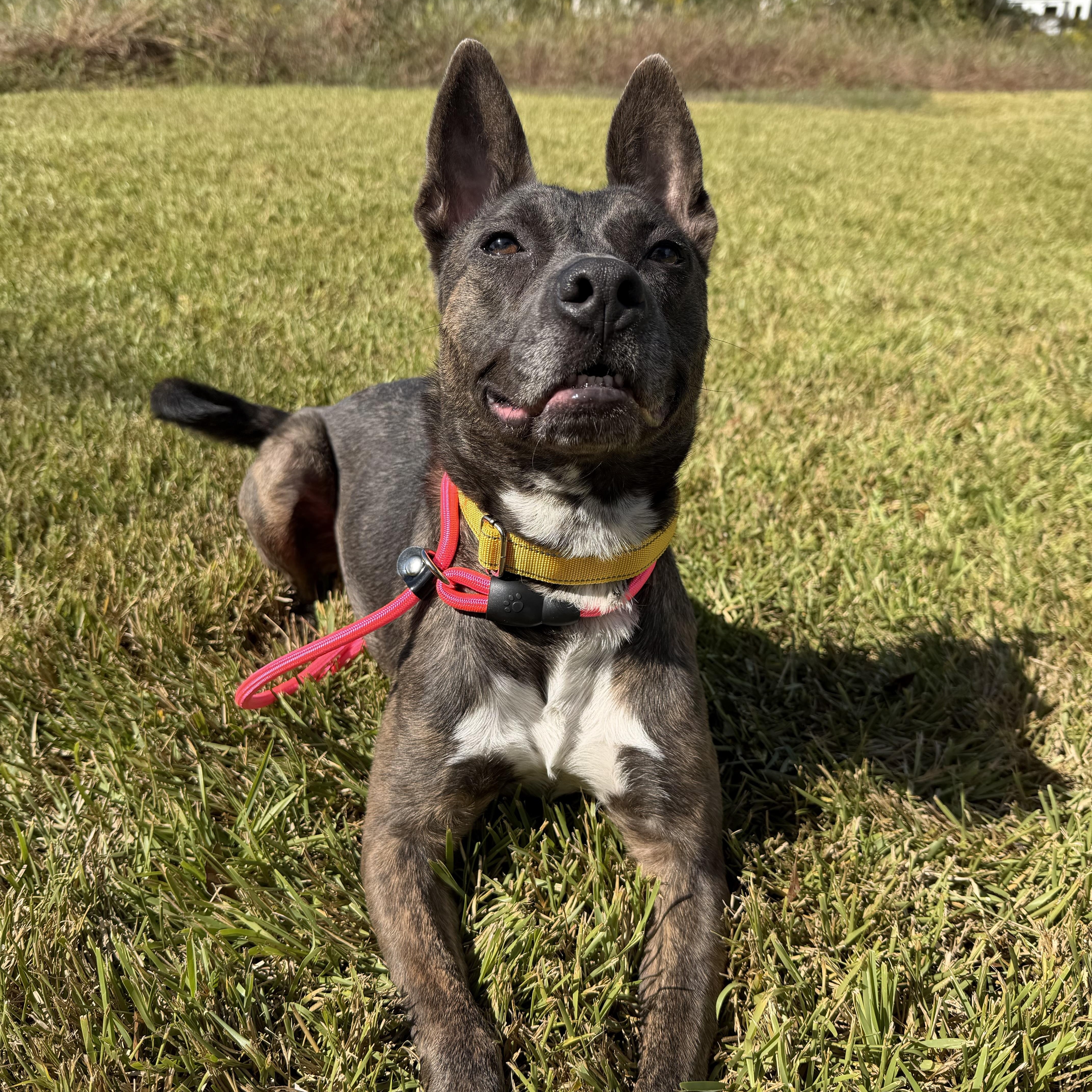 A young medium-sized female Dutch Shepherd dog named Raja for adoption in Pearland, TX