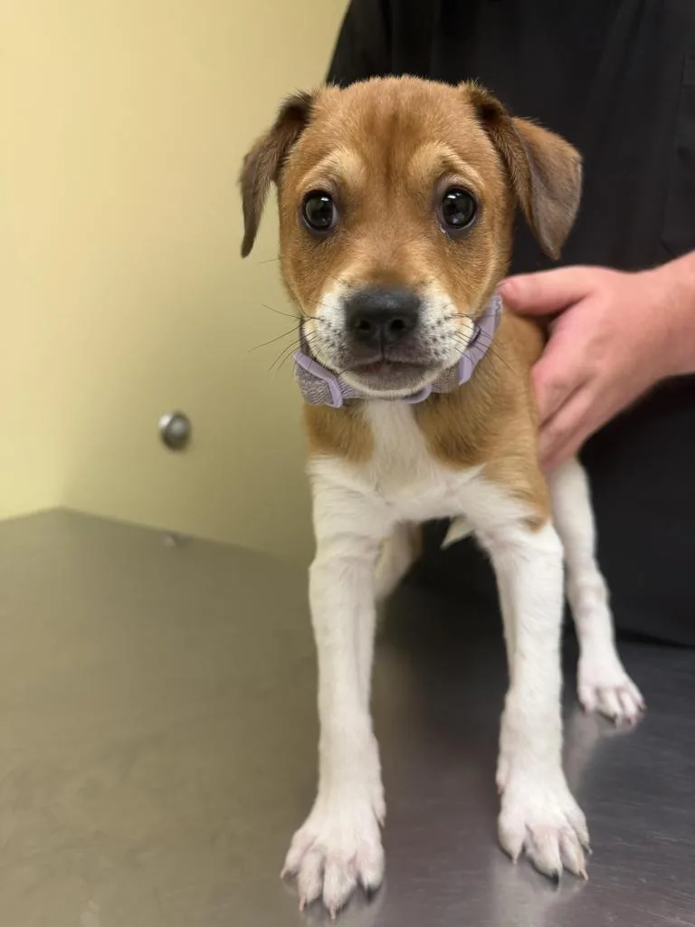 A baby medium-sized female Mixed Breed dog named Callie for adoption in Florence, SC