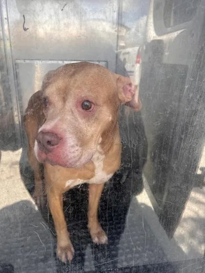An adult medium-sized male Pit Bull Terrier dog named Duke for adoption in Daytona Beach, FL